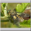 Chrysops relictus - Bremse w02.jpg